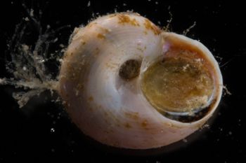 Media type: image;   Malacology 394025 Description: Image of live gastropod taken shortly after collection with operculum attached.;  Aspect: BAS